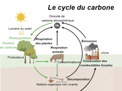 Le cycle du carbone