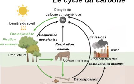 Le cycle du carbone