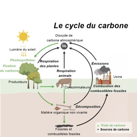 cycle-CO2 Le cycle du carbone